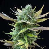 Sour Candy Seeds